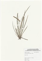 藏品(菖浦)的圖片